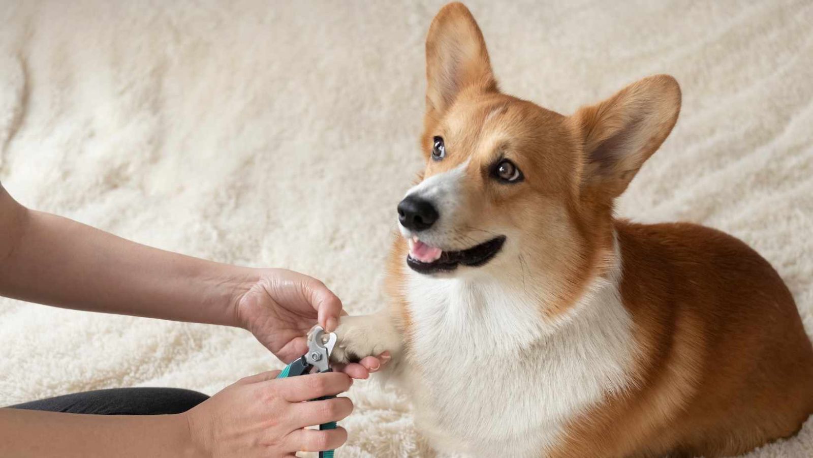Comment couper les griffes d'un chien ? 5 astuces pour éviter le stress